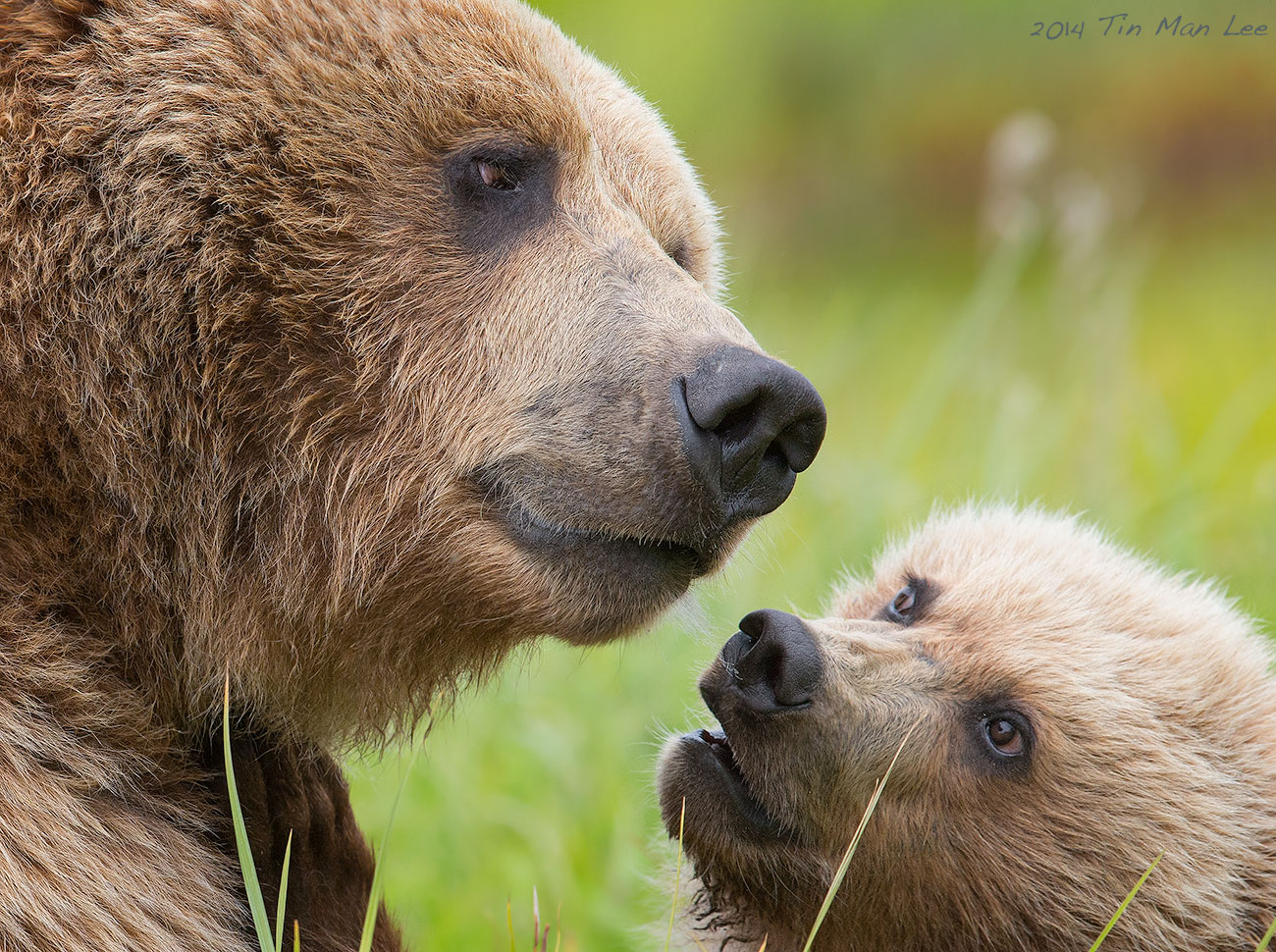 Mama bear and baby bear