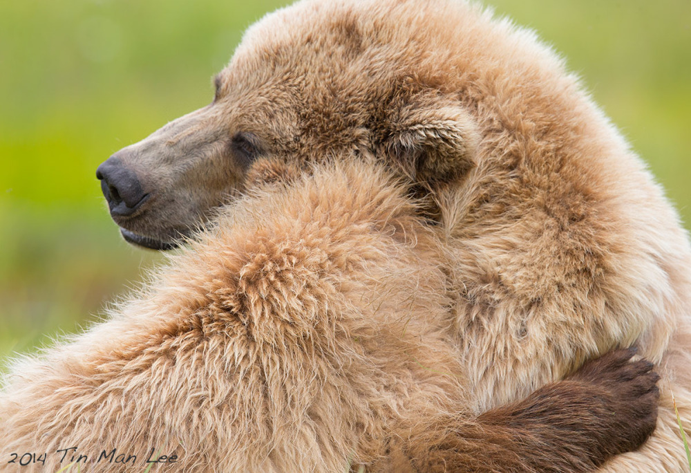 Special Bond Between Mama Bear And Cub Wildlife Photography Coaching