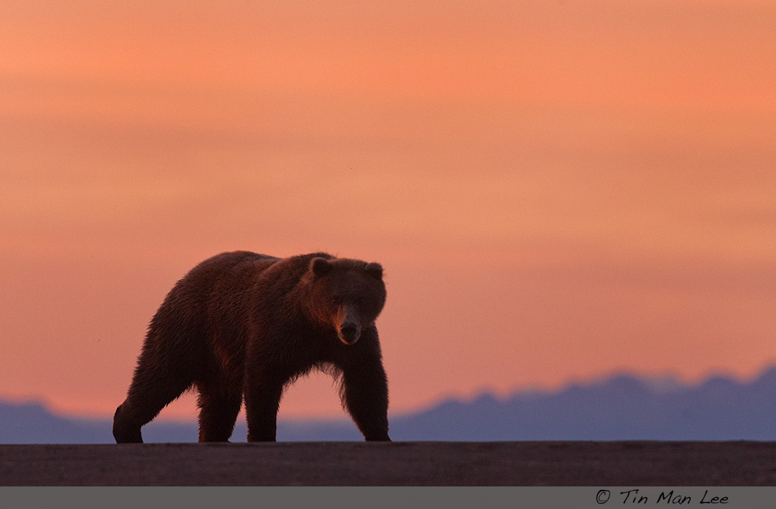 bear_sunrise1