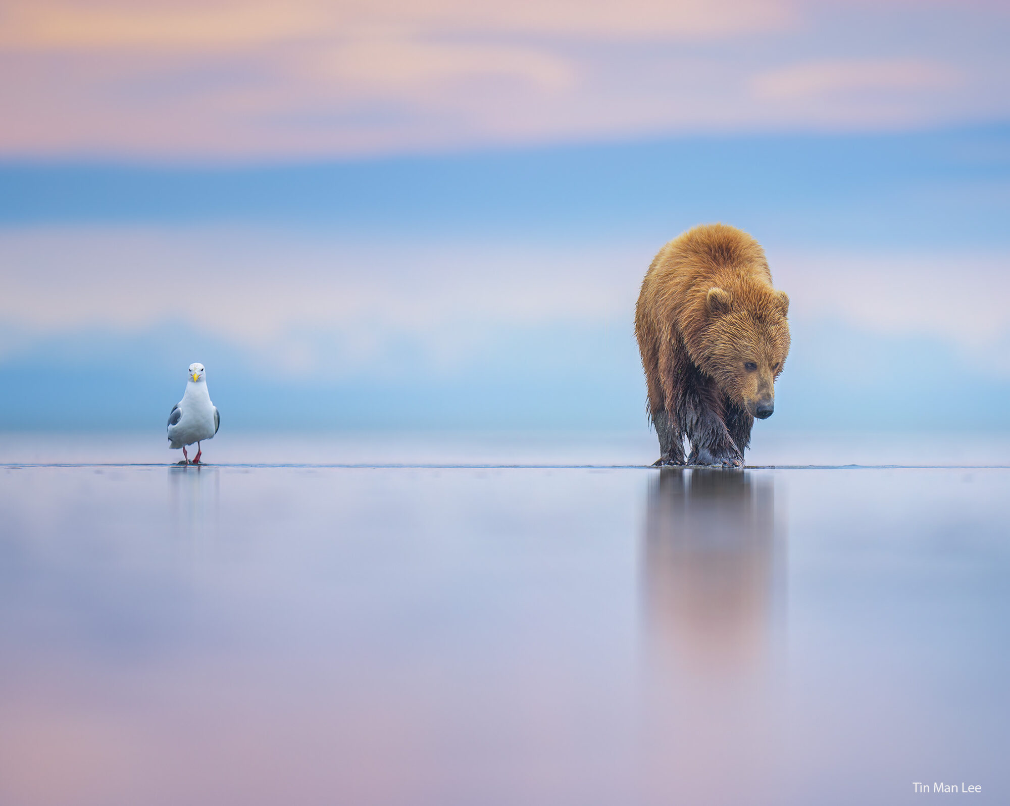 Tin Man Lee Wildlife Photography Mentor