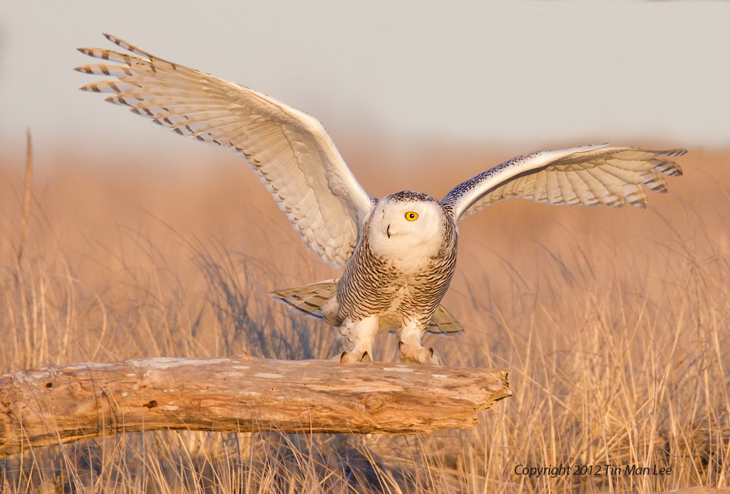 My Quest for the Snowy Owls: Four Unforgettable Experience - Wildlife ...