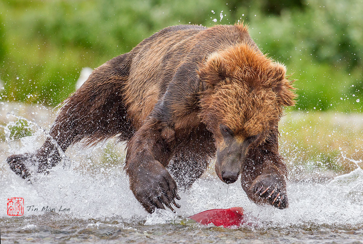 Бурый медведь скорость бега км ч. Медведь в прыжке. Медведь бежит. Медведь прыгает. Медведь с рыбой.