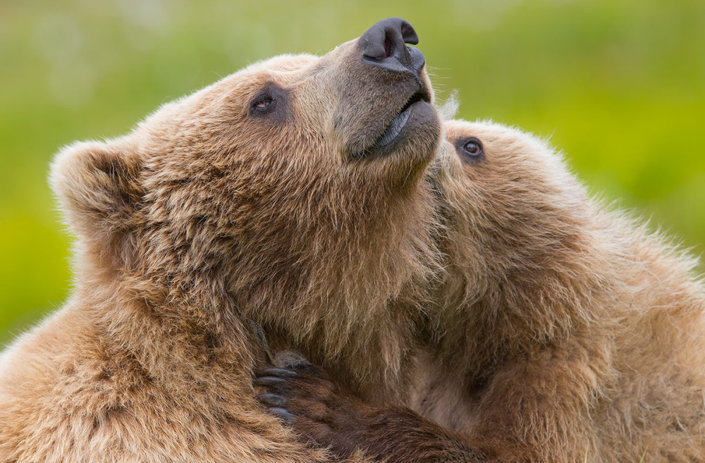 Special Bond between mama bear and cub Wildlife Photography Coaching