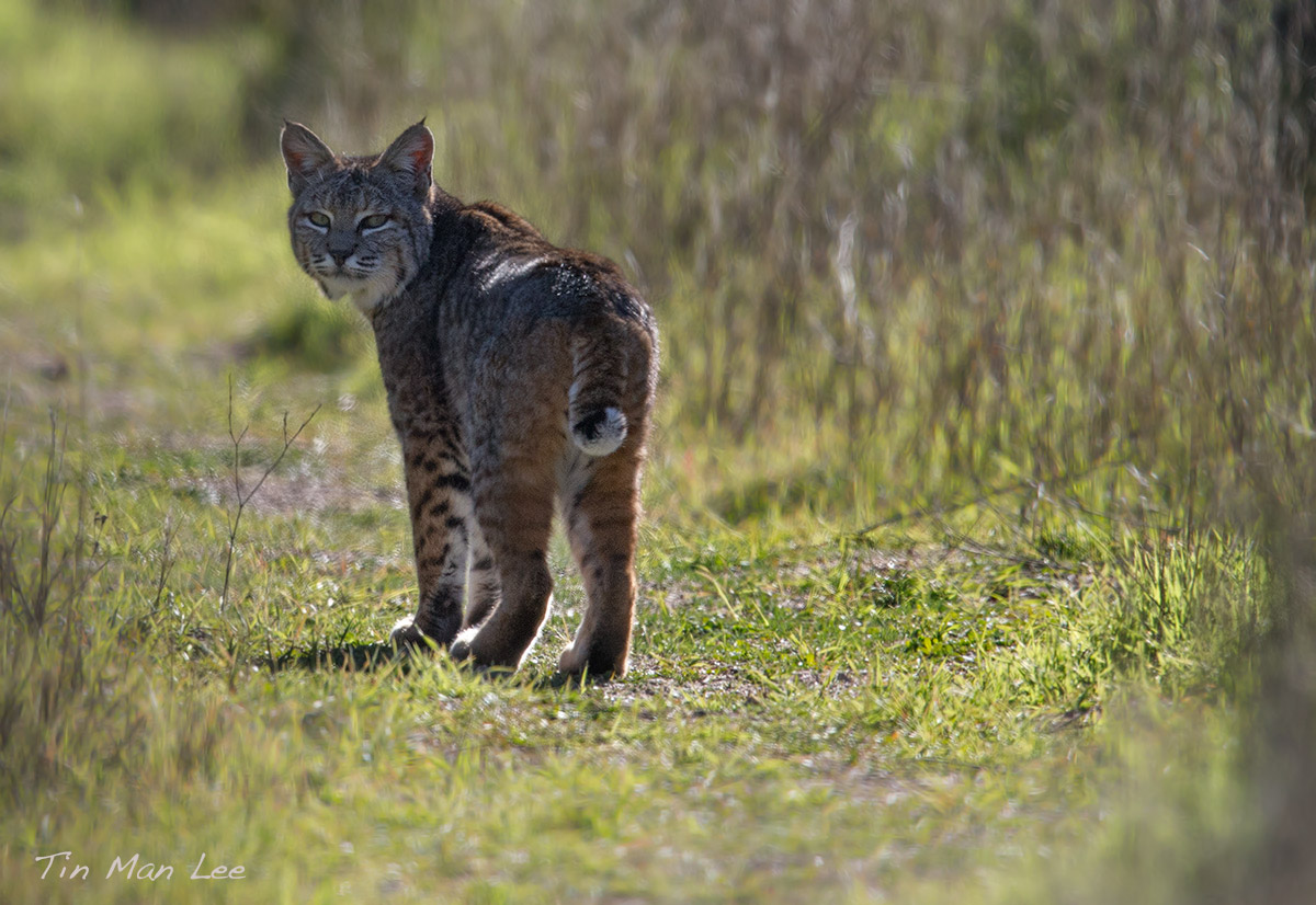 Bobcat And The Zen of Letting Go - Tin Man