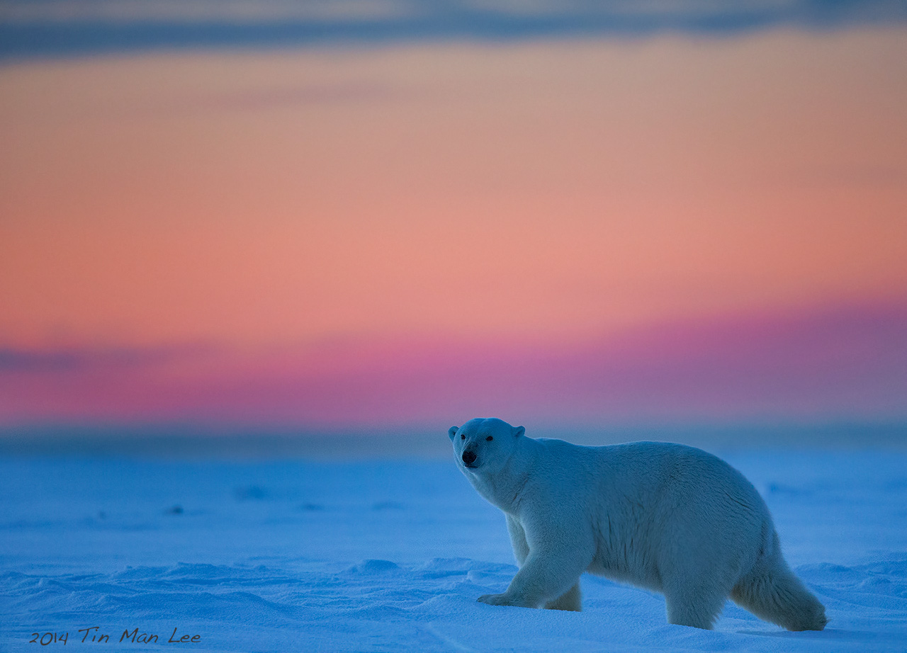 polarbear_purple123 - Wildlife Photography Coaching by Tin Man Lee