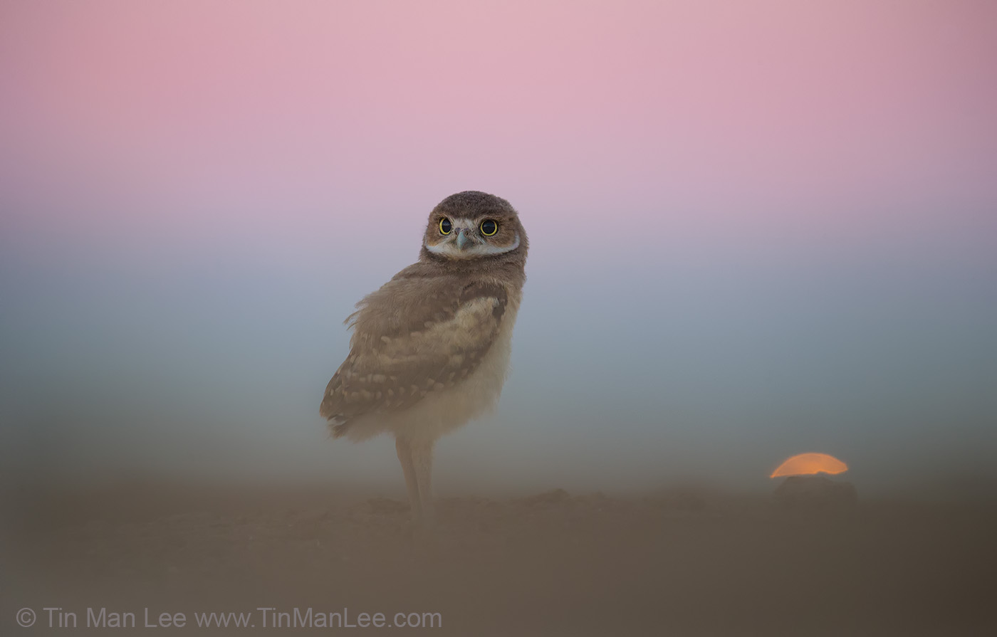 burrowing_owl_purple1