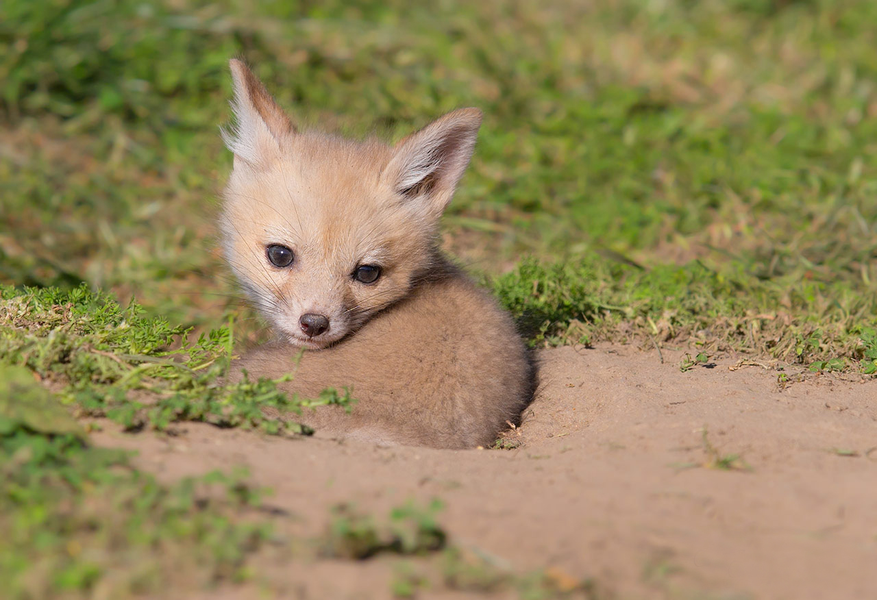 Baby fox фото