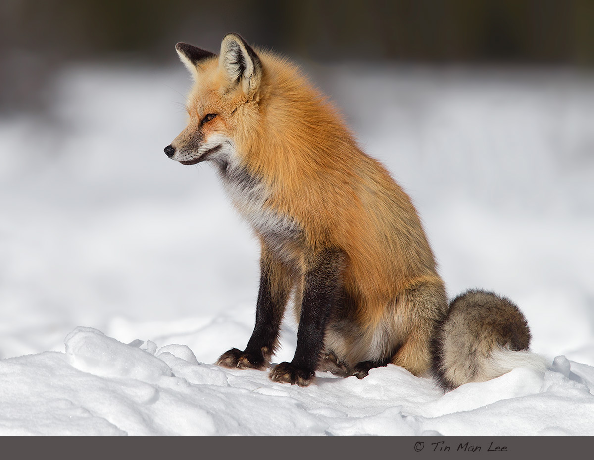 red_fox_winter1