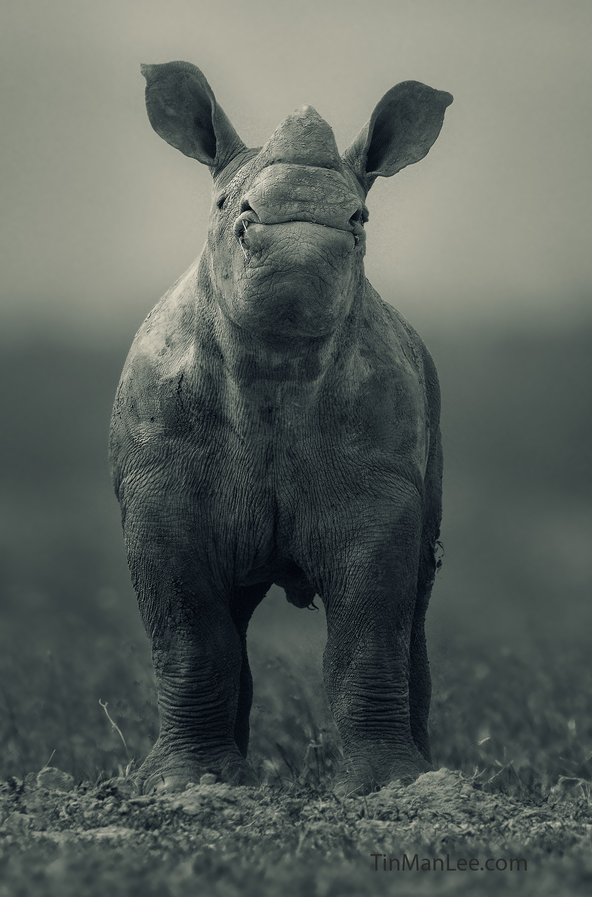 11 Things You Don't Know About Rhinos And How You Can Photograph