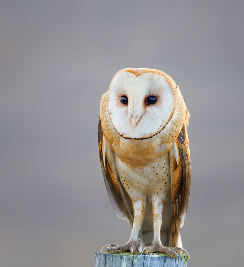 owl_standing