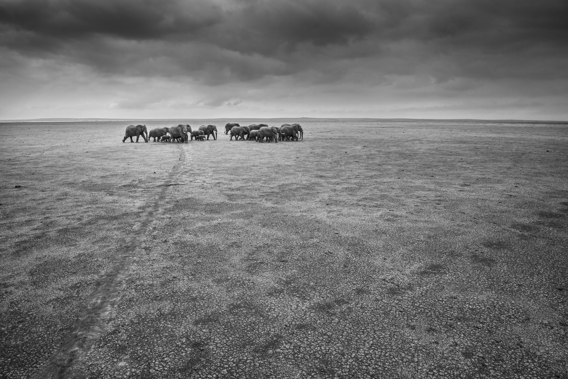 Elephants_pan_HighAngle_8961-Edit-2