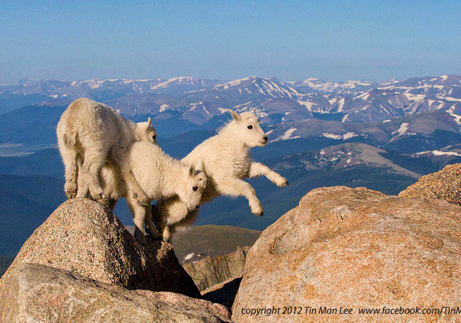 The new born mountain goat kids are fearless and playful. They were very curious with their legs and love to test out their jumping capability. At 14,000 feet, I hoped to convert a sense of the height by including the backdrop of Rocky Mountain Range.